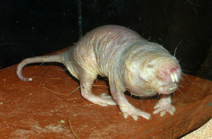 Blobfish Wins Ugliest Animal Mascot Contest: Photos