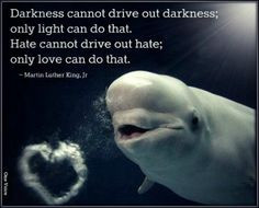 mlk quote love the dolphin too more nature news dolphins aquariums sea ...