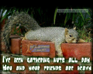 Funny Squirrel Photos Can This The Easy Way Hard