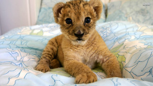 Lion-cubs-image-lion-cubs-36139549-1920-1080.jpg