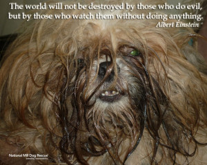 Animal Rescue Quotes And Sayings National mill dog rescue