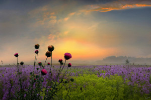 Sunset | panorama, mist, evening, flowers