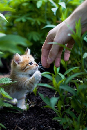 ... cat.com/2013/07/adorable-cute-and-sweet-little-kitty-try-to-hand-shake