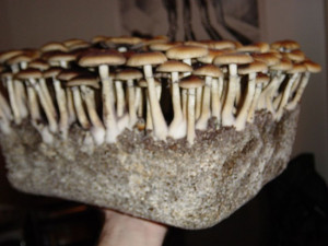 These pics are from second flush. Believe me, the method i use works ...