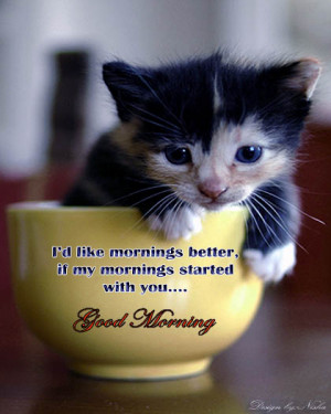 ... with quotes ! Heart touching lines ! Awesome good morning cat images