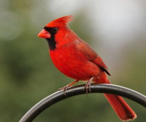 red cardinal bird head