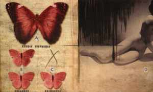 Collecting Butterflies