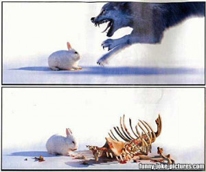 Funny Rabbit Wolf Hunt Reversal Joke Picture Photo Sequence