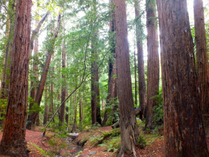Redwood Trees Big Sur...