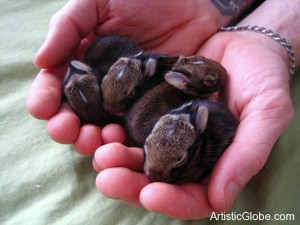 Tiny baby bunnies!!!