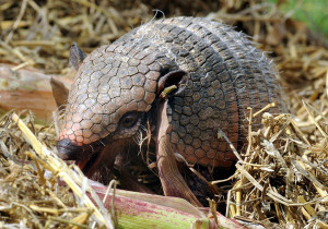 An armadillo eating corn in Texas