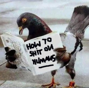 funny-pigeon-pictures