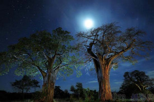 猴面包树点亮了非洲黑暗的天空。摄于坦桑尼亚的塔 ...