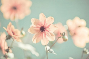 flower, flowers, nature, sky