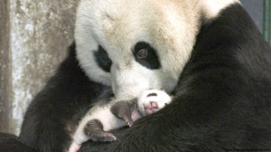endangered animals panda bears red panda endangered why are giant