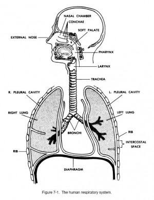 respiratory system functions quiz