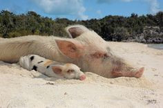 ... the beach more hppi pgs piglets lovers animal pigs precious pigs pigs