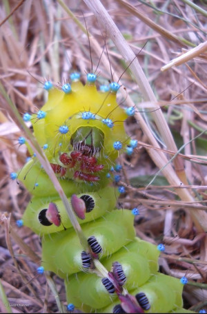 great peacock moth caterpillar leela channer
