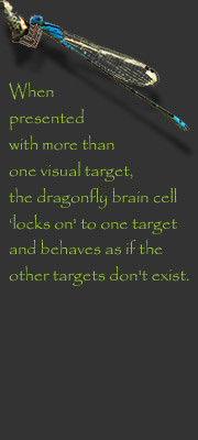 Creative Landscapes designs and installs all forms of hard and soft ...