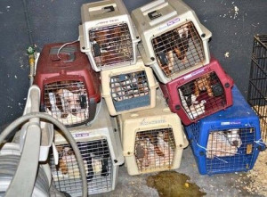 Neglected dogs seized from Oregon no-kill animal rescue