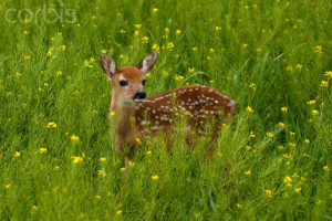 Stephen J Krasemann Photography Corbis Images