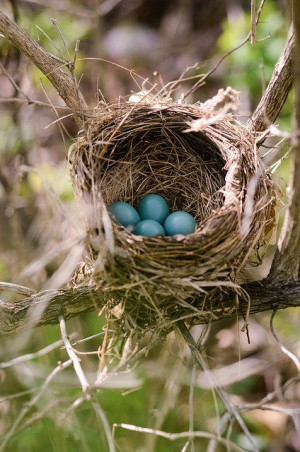 ... Birds Nests, Little Birds, New Life, Robin Nests, Pretty Birds, Mother
