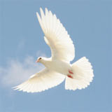 Sending A Dove To Heaven With Parcel On Its Wings In Loving Picture