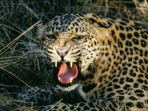 leopard consumes virtually any animal that it can hunt down and catch ...