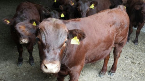 runaway calf who disrupted early-morning traffic on the A14 in ...