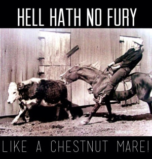 hell hath no fury like a chestnut mare Beautiful Horses, Horses Funny ...