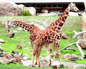 Amazing Photography Giraffe