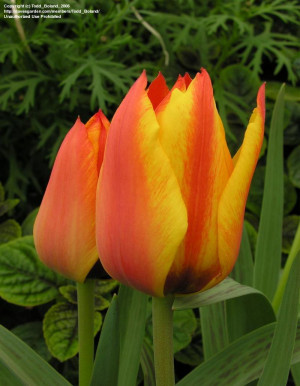 PlantFiles: Picture #2 of Greigii Tulip 'Cape Cod' (Tulipa greigii)