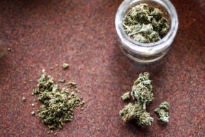 Marijuana is broken up for use by customers at Frankie Sports Bar and ...