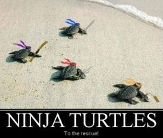 ninja turtles on beach with funny quote | Ninja Turtles!!!