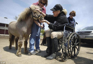Adorable miniature horses the size of golden retrievers being used as ...