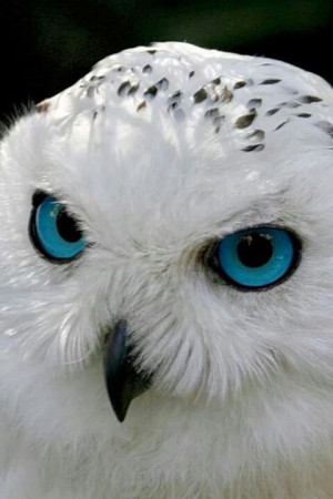 Beautiful Owl with BLUE eyes