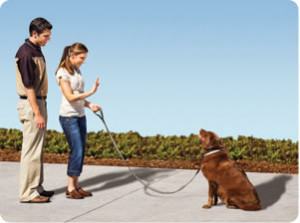 Free Dog Training at PETCO in January