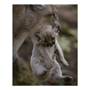 Mother mountain lion, Sawtooth Valley, Idaho Poster
