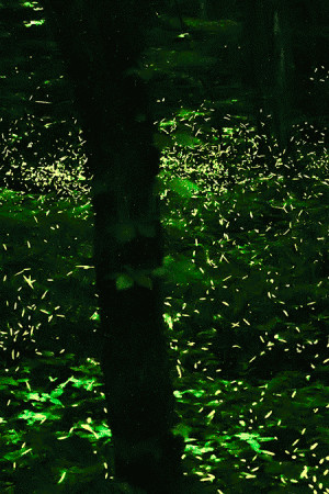 Synchronous Fireflies by Bernie Kasper
