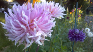 Dahlia Varieties database : Hollyhill Cotton Candy