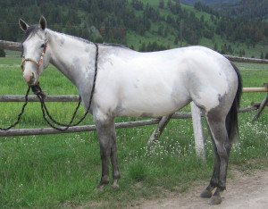 Paint Overo Horses For Sale