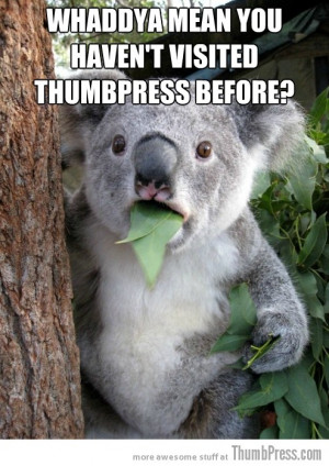Funny Koala Bear Meme