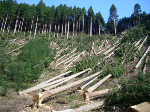 Définition de la déforestation
