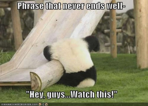 grappige panda afbeeldingen, grappige panda foto's - 1366 x 983 ...