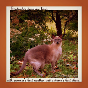 Animal Wisdom Quotes