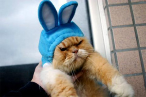 angry cat in rabbit costume angry cat in rabbit costume