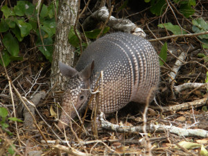 armadillo-santa-ana )