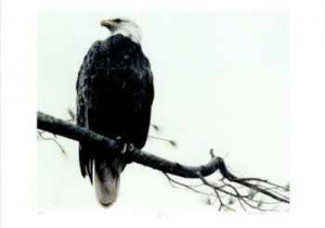 The Art of Solitude : Words of Wisdom, Inspirational Quotes and Art ...