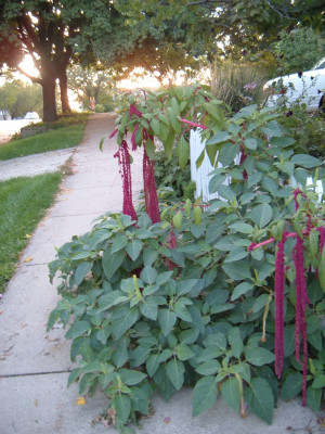 Love Lies Bleeding...