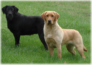 The Labrador dog are generally known as “Lab”